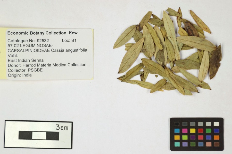 Ảnh minh hoạ Phan Tả Diệp (Cassia angustifolia) 3
