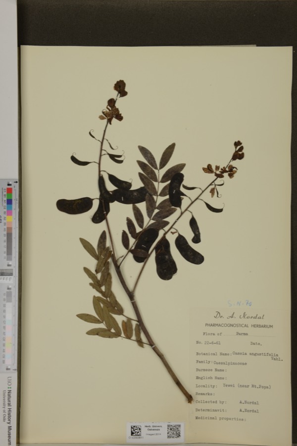 Ảnh minh hoạ Phan Tả Diệp (Cassia angustifolia) 4