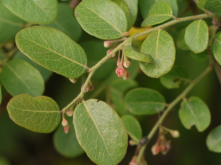 Ảnh minh hoạ Phèn Đen (Phyllanthus reticulatus) 4