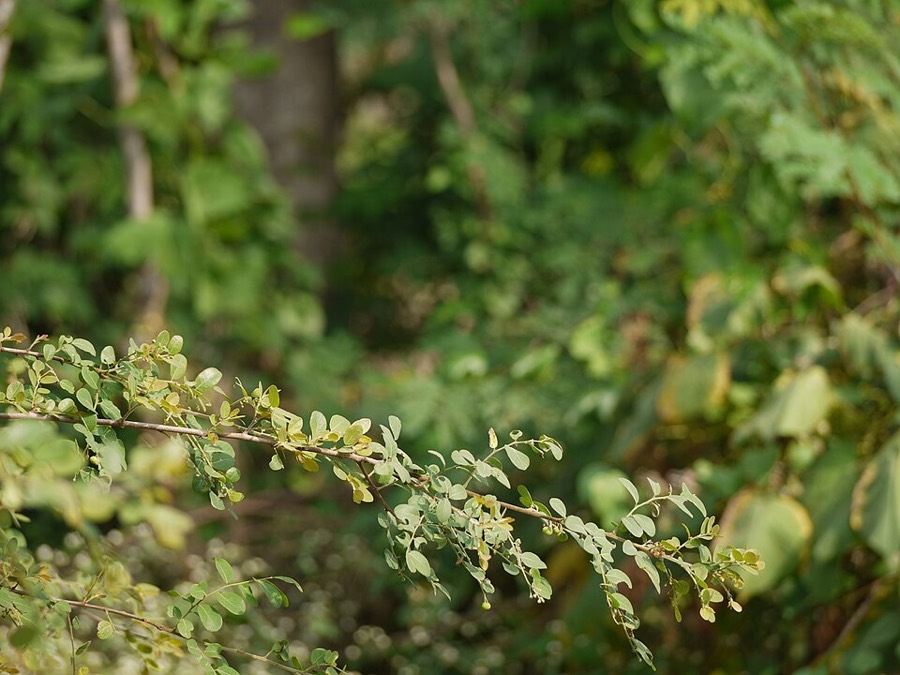 Ảnh minh hoạ Phèn Đen (Phyllanthus reticulatus) 5