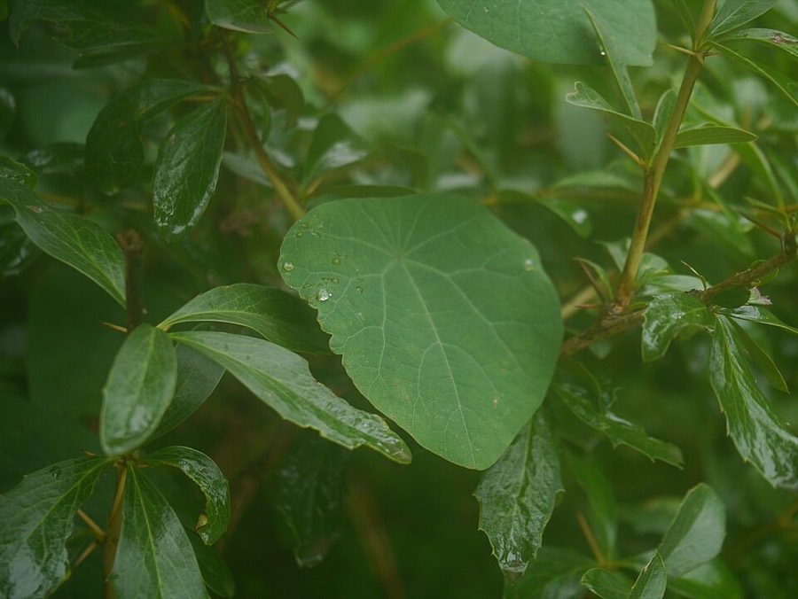 Ảnh minh hoạ Phòng Kỷ (Stephania tetrandra) 5