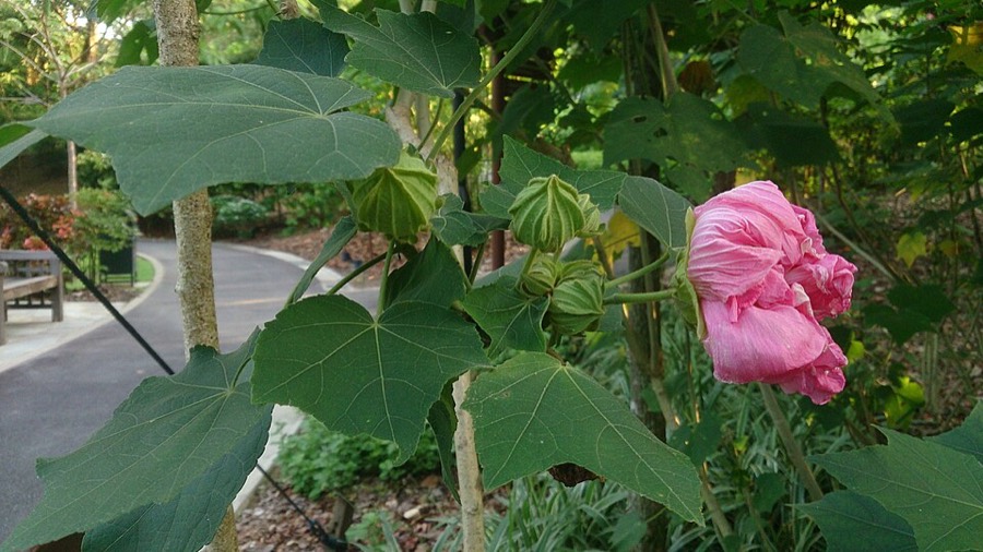 Ảnh minh hoạ Phù Dung (Hibiscus mutabilis) 4