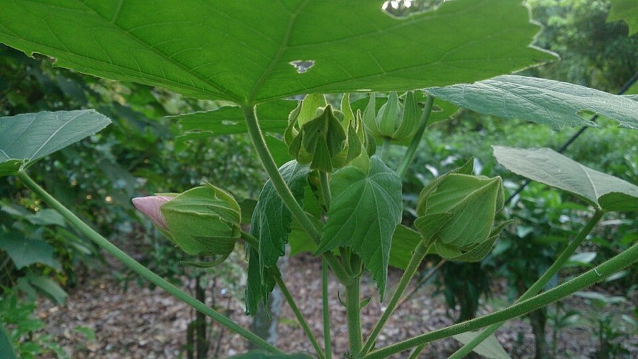 Ảnh minh hoạ Phù Dung (Hibiscus mutabilis) 5