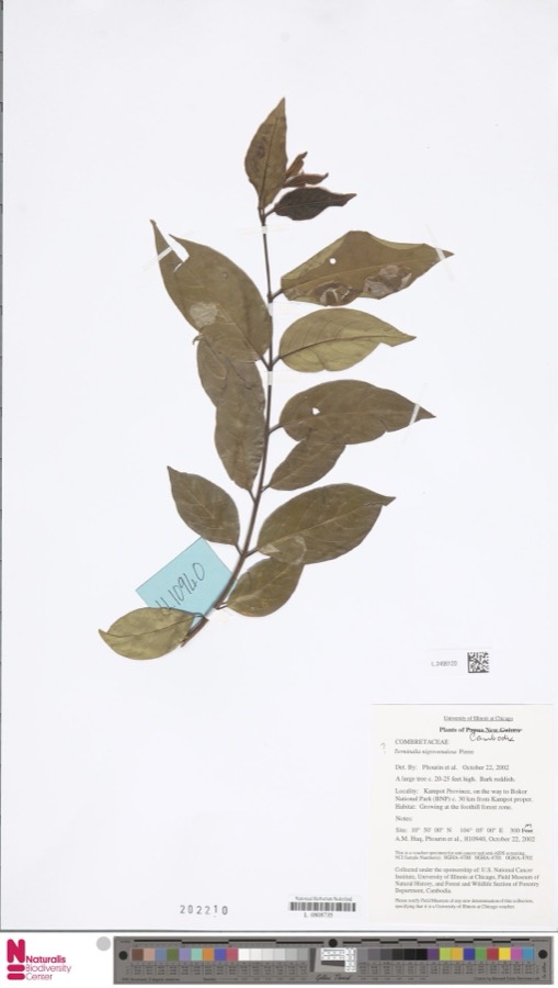Ảnh minh hoạ Preah Phneou (Terminalia nigrovenulosa) 2