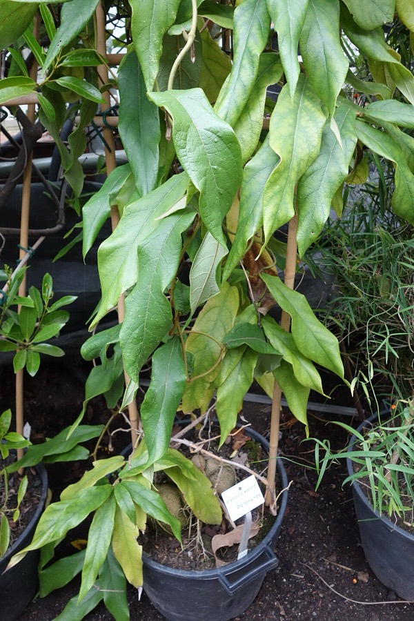 Ảnh minh hoạ Quảng Phòng Kỳ (Aristolochia westlandii) 1