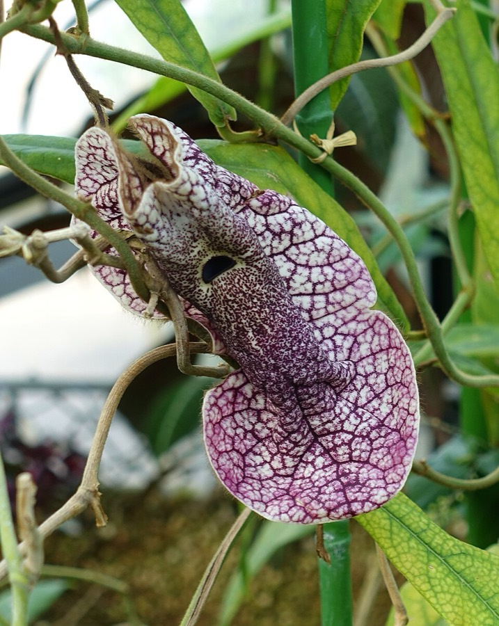 Ảnh minh hoạ Quảng Phòng Kỳ (Aristolochia westlandii) 2
