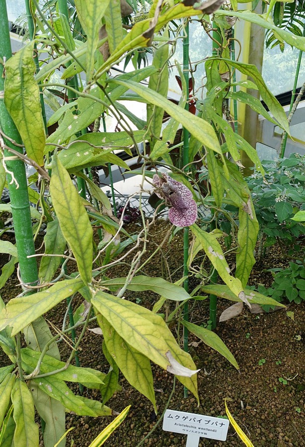 Ảnh minh hoạ Quảng Phòng Kỳ (Aristolochia westlandii) 3