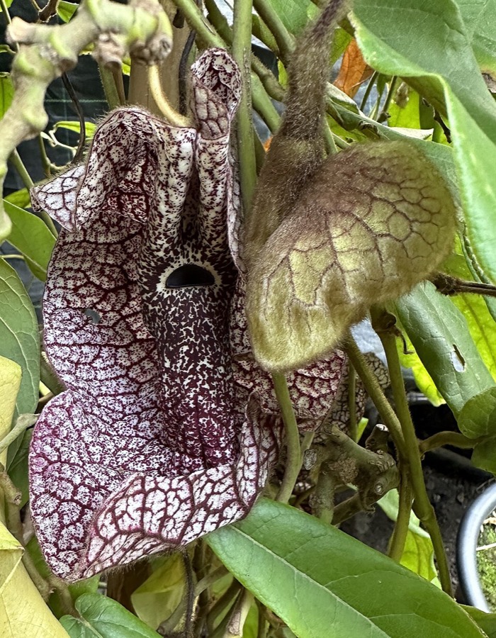 Ảnh minh hoạ Quảng Phòng Kỳ (Aristolochia westlandii) 4