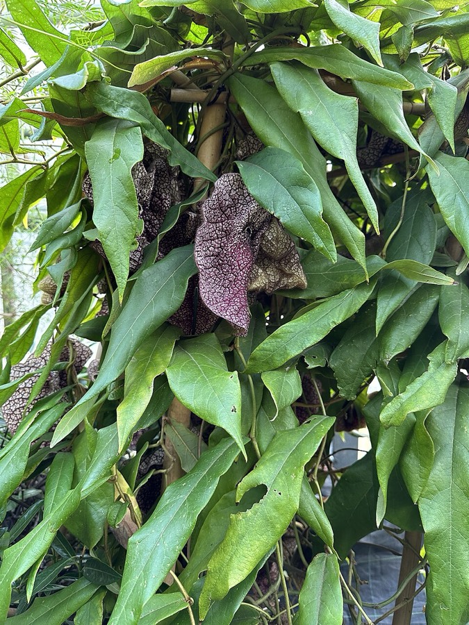 Ảnh minh hoạ Quảng Phòng Kỳ (Aristolochia westlandii) 5