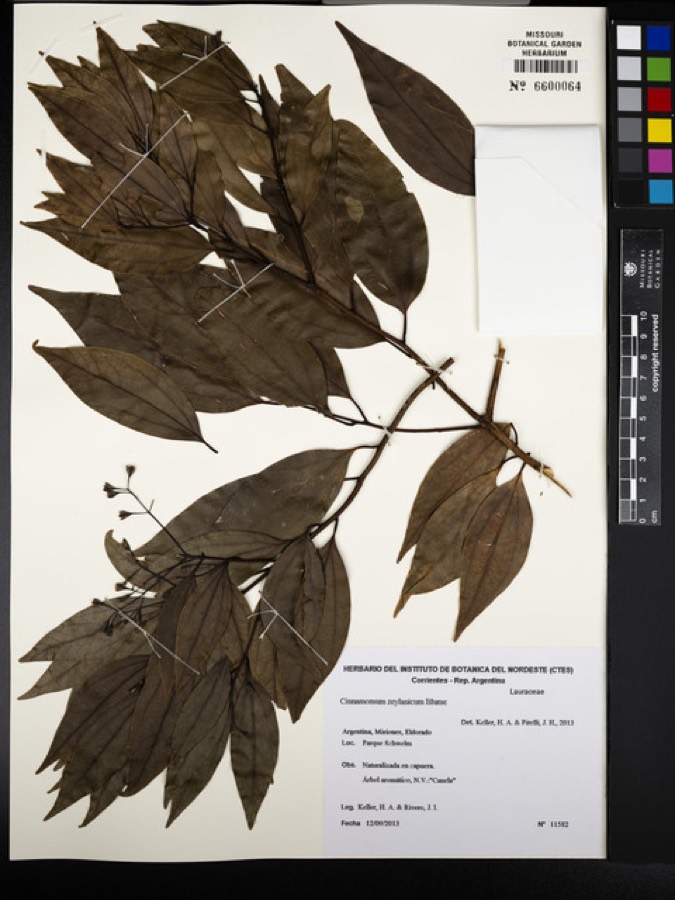 Ảnh minh hoạ Quế Quan (Cinnamomum zeylanicum) 4