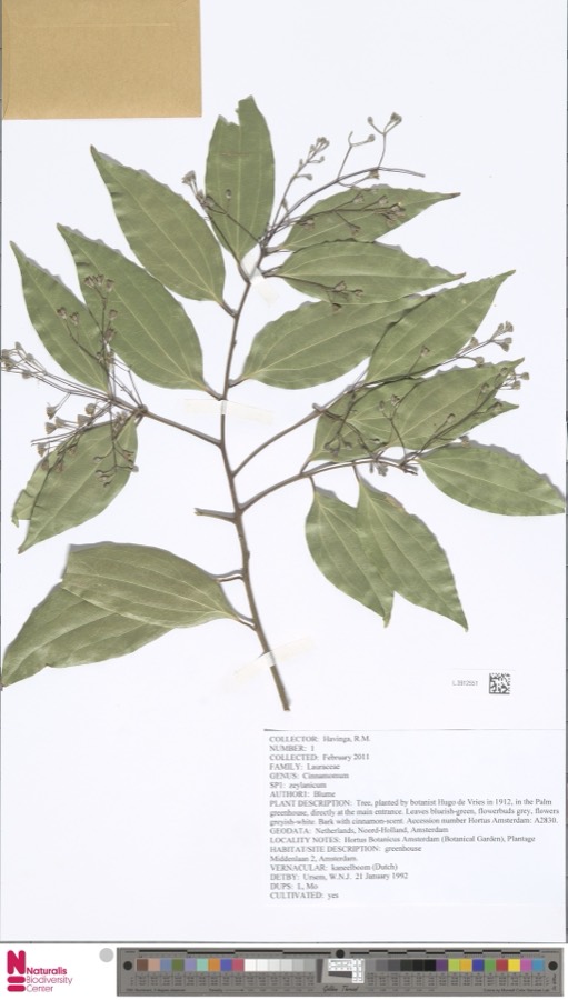 Ảnh minh hoạ Quế Quan (Cinnamomum zeylanicum) 5