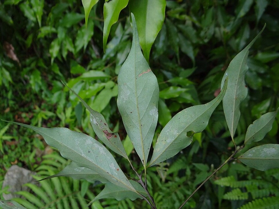 Ảnh minh hoạ Quế Thanh Hóa (Cinnamomum loureirii) 4
