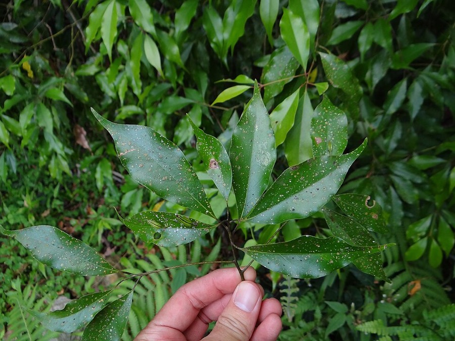 Ảnh minh hoạ Quế Trung Quốc (Cinnamomum cassia) 1