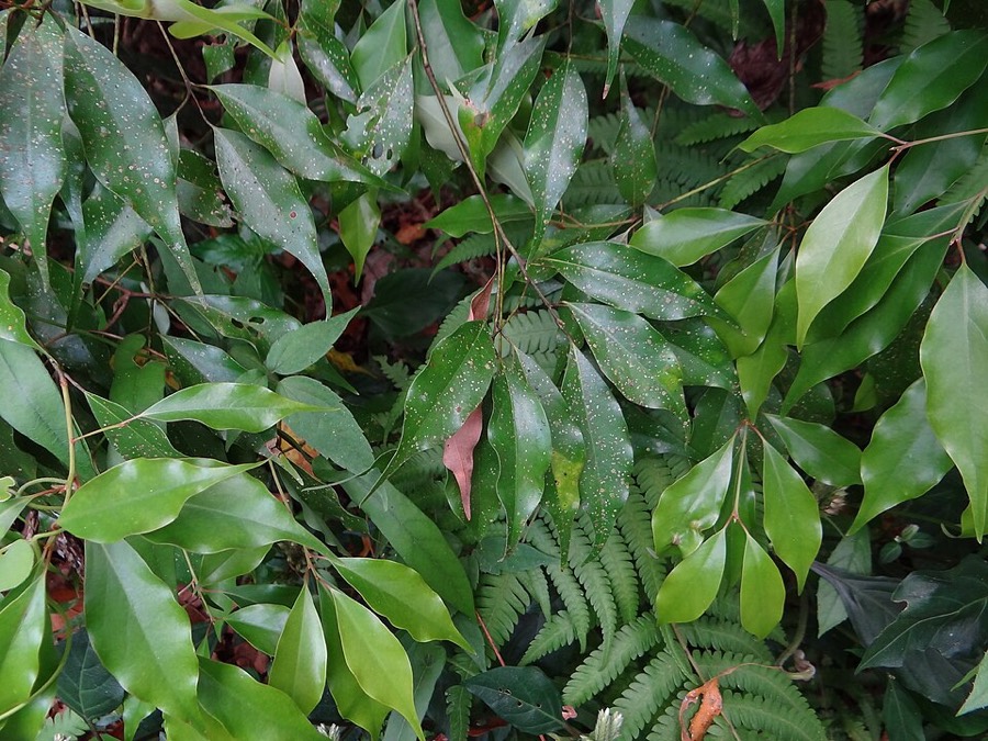 Ảnh minh hoạ Quế Trung Quốc (Cinnamomum cassia) 2