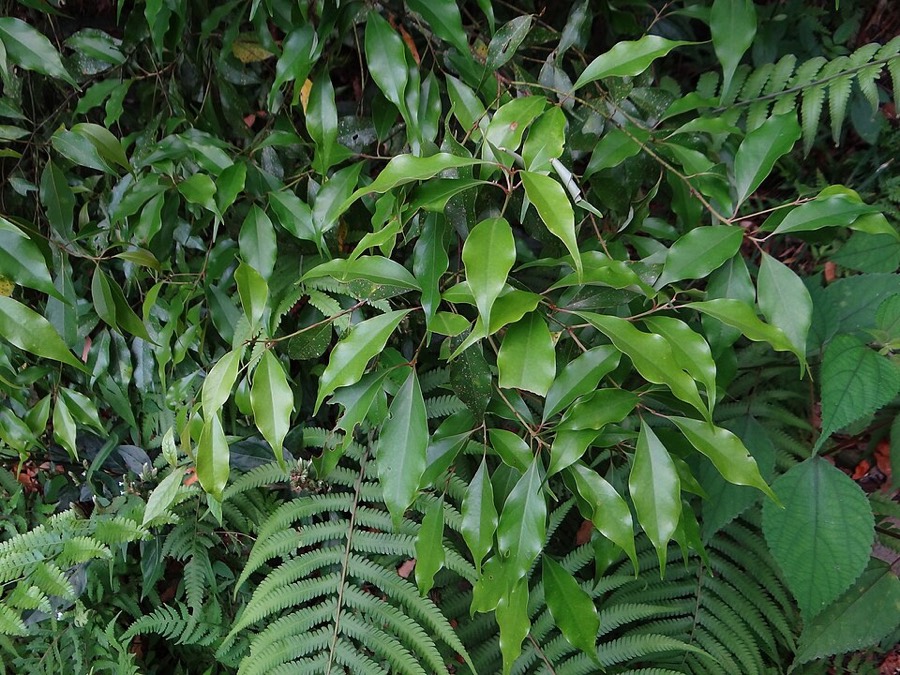 Ảnh minh hoạ Quế Trung Quốc (Cinnamomum cassia) 3