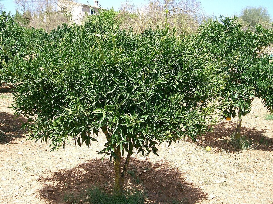 Ảnh minh hoạ Quít (Citrus deliciosa) 1