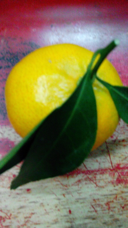 Ảnh minh hoạ Quít (Citrus deliciosa) 2