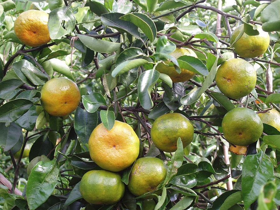 Ảnh minh hoạ Quít (Citrus deliciosa) 3