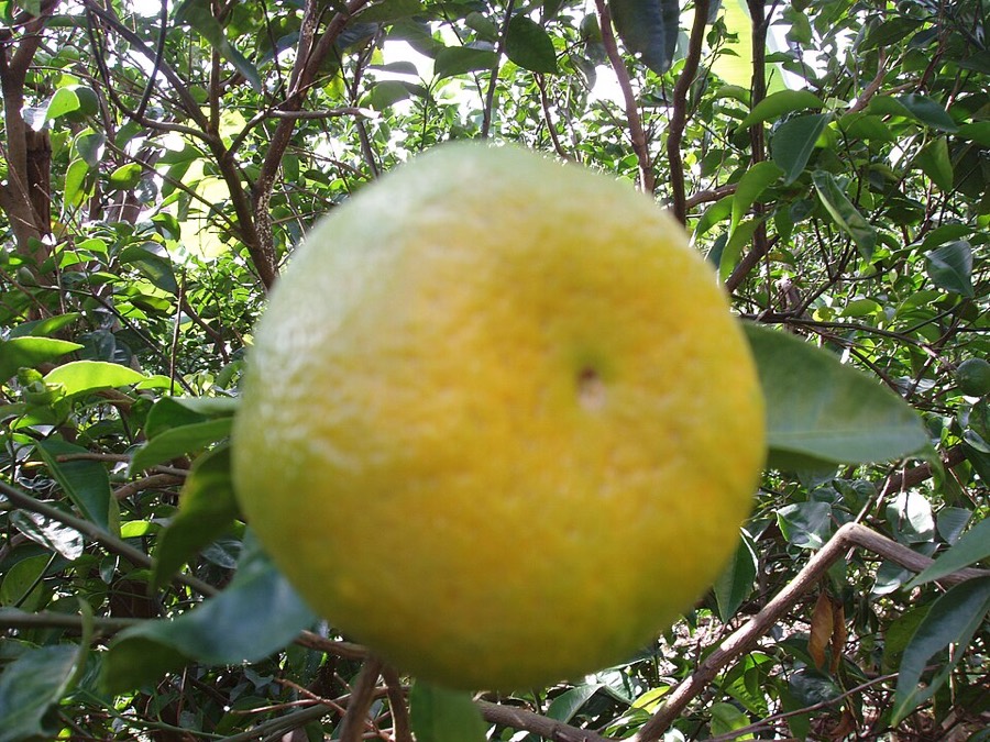 Ảnh minh hoạ Quít (Citrus deliciosa) 4