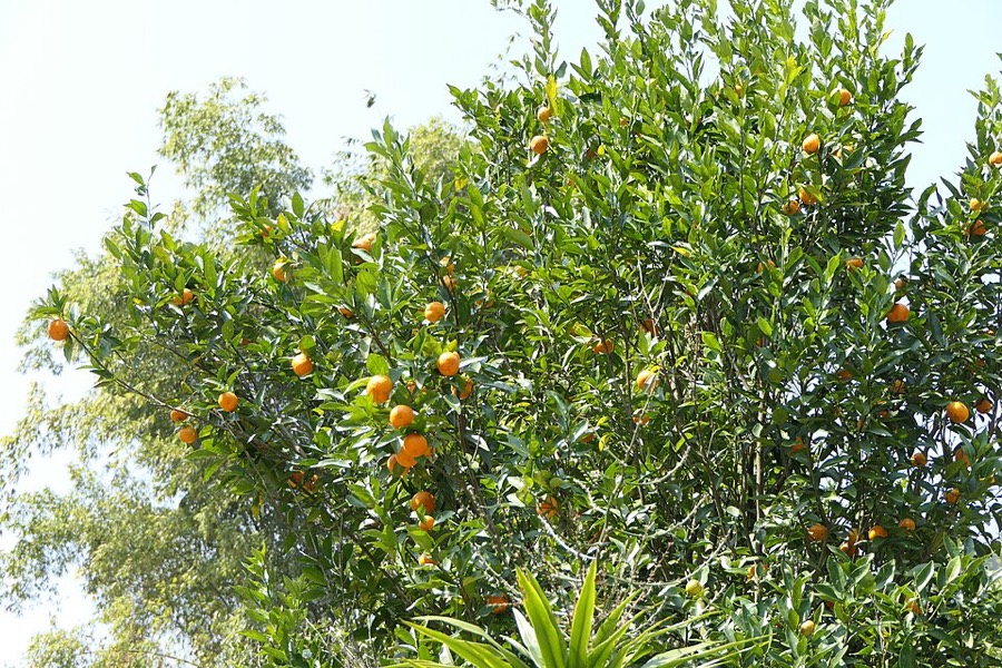 Ảnh minh hoạ Quít (Citrus deliciosa) 5