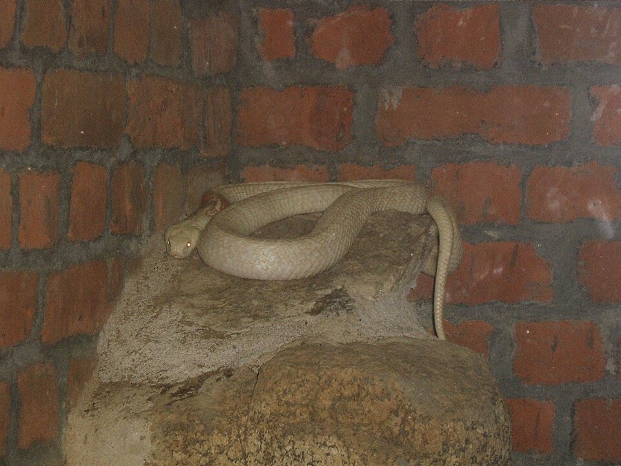 Ảnh minh hoạ Rắn (Naja naja) 2