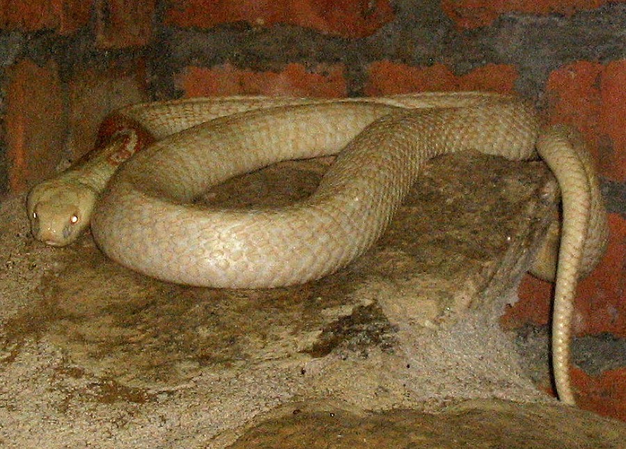 Ảnh minh hoạ Rắn (Naja naja) 3