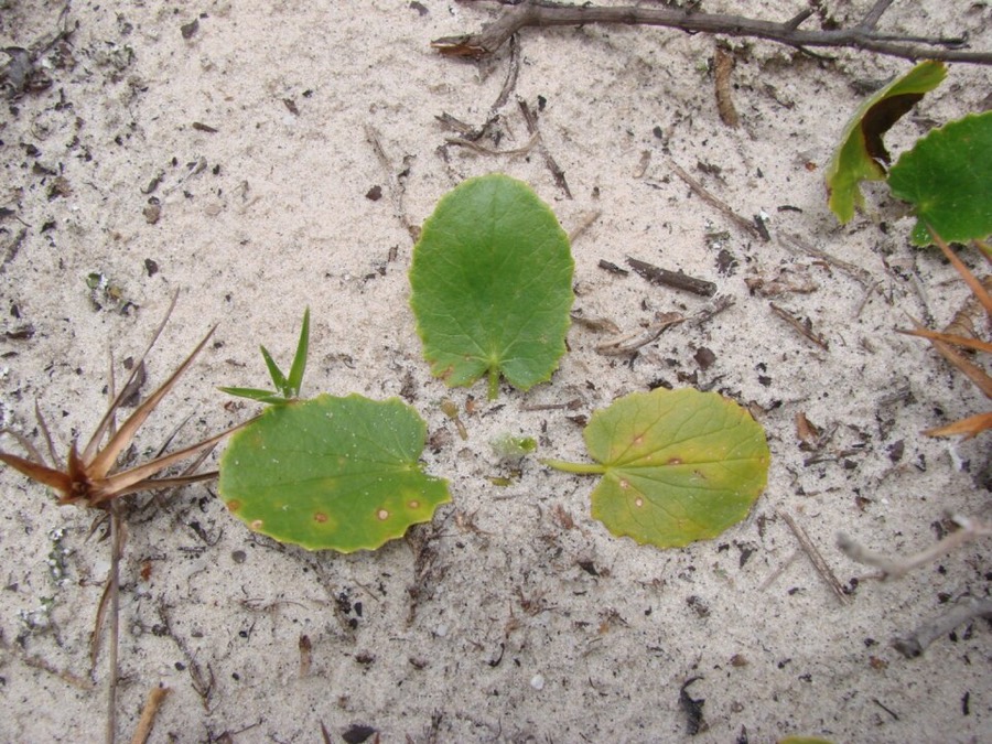 Ảnh minh hoạ Rau Má (Centella asiatica) 2