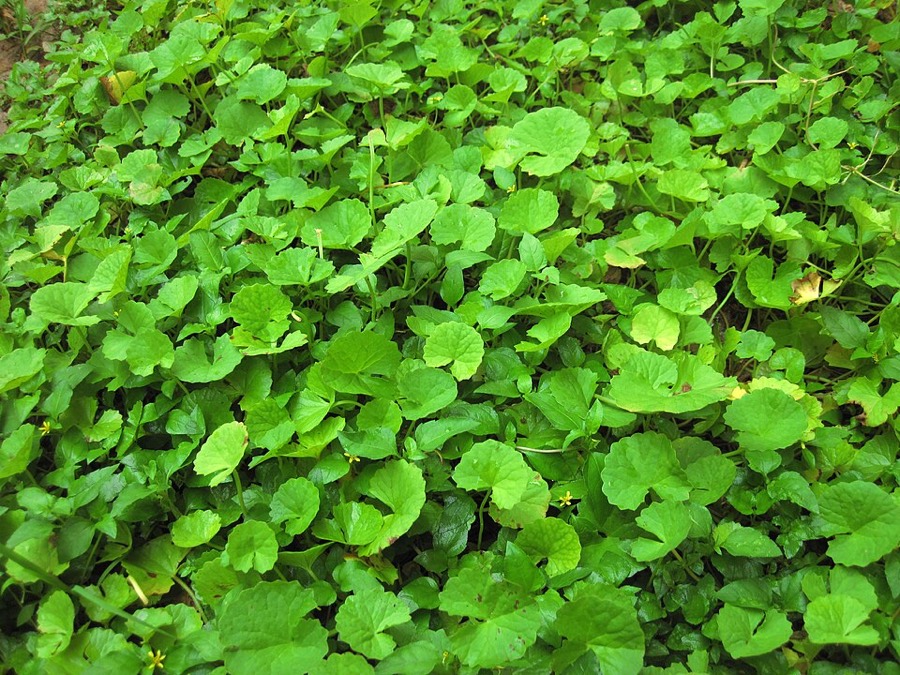 Ảnh minh hoạ Rau Má (Centella asiatica) 3