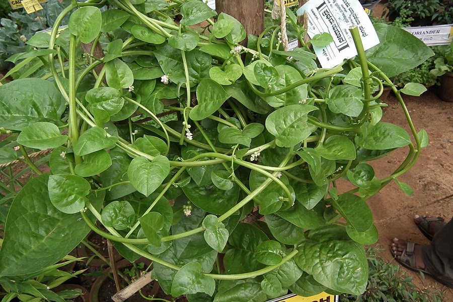 Ảnh minh hoạ Rau Mồng Tơi (Basella rubra) 1