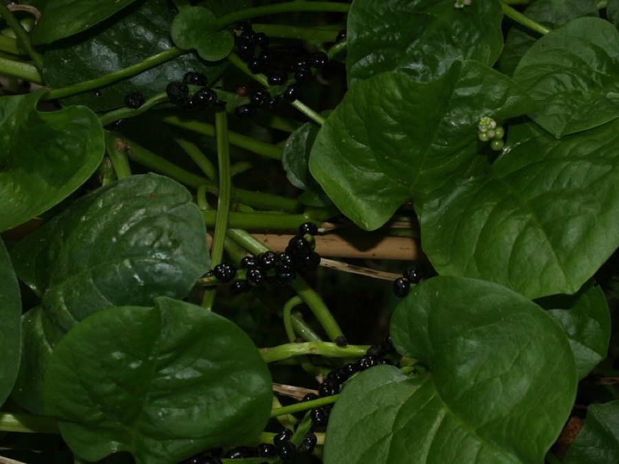Ảnh minh hoạ Rau Mồng Tơi (Basella rubra) 2