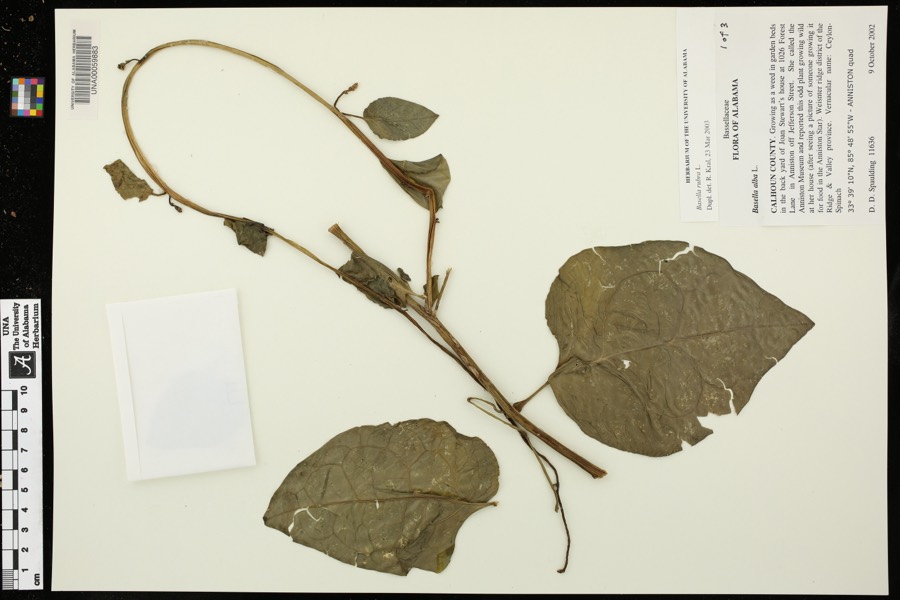 Ảnh minh hoạ Rau Mồng Tơi (Basella rubra) 3