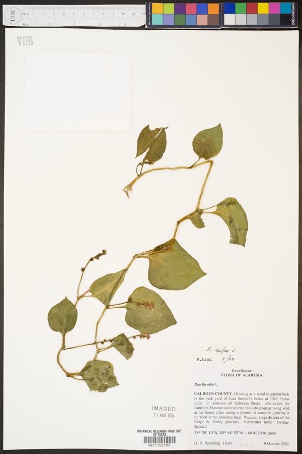 Ảnh minh hoạ Rau Mồng Tơi (Basella rubra) 4