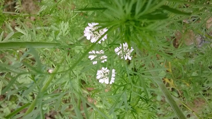Ảnh minh hoạ Rau Mùi (Coriandrum sativum) 1