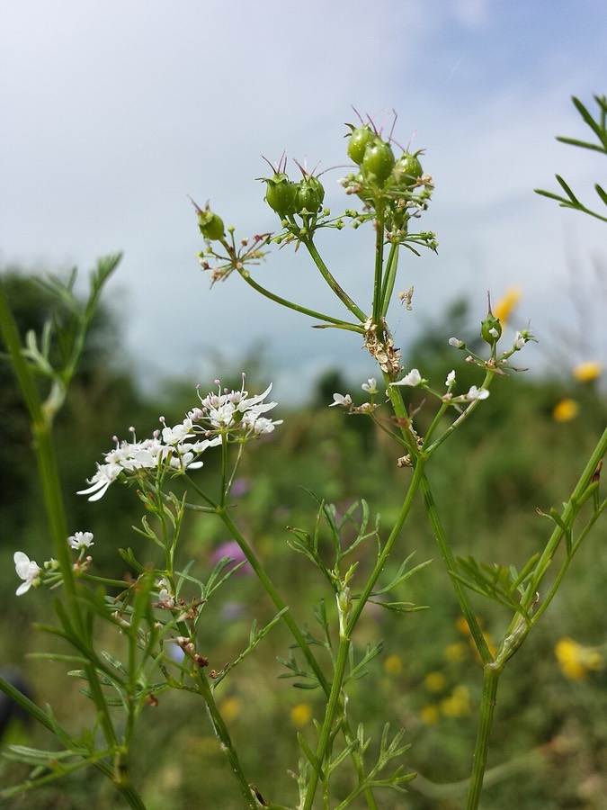 Ảnh minh hoạ Rau Mùi (Coriandrum sativum) 2