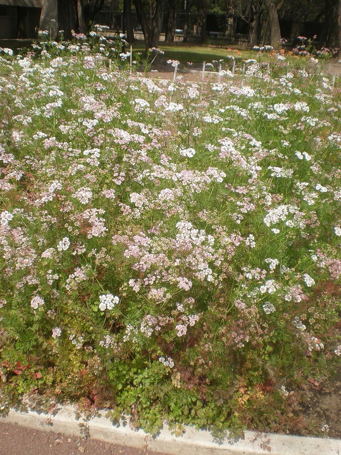 Ảnh minh hoạ Rau Mùi (Coriandrum sativum) 3