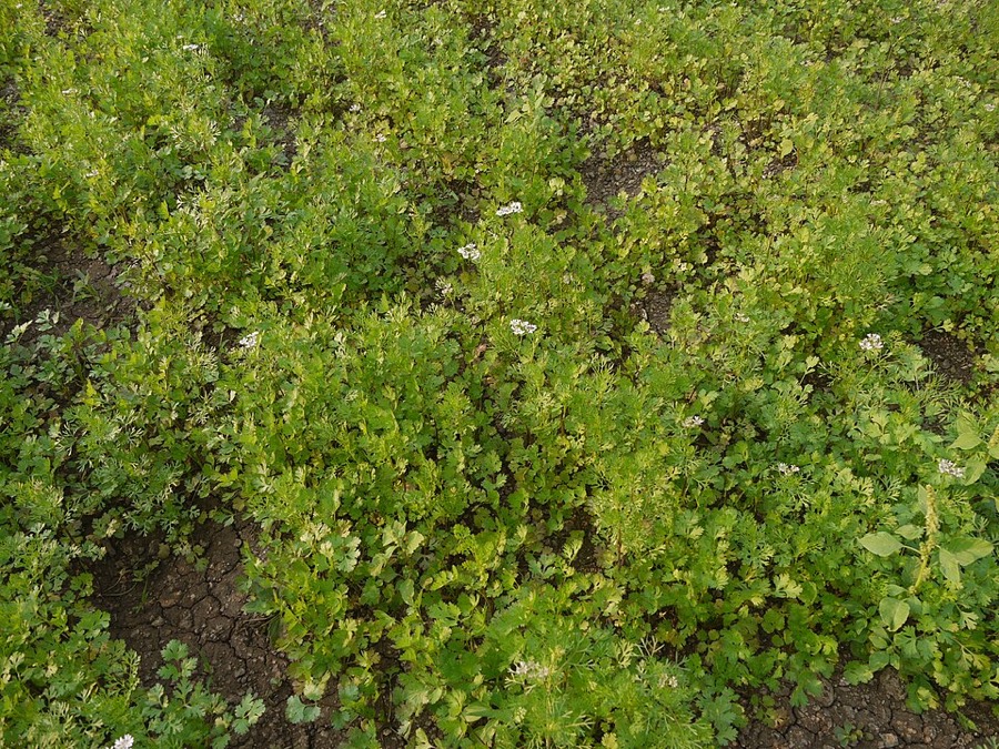 Ảnh minh hoạ Rau Mùi (Coriandrum sativum) 4