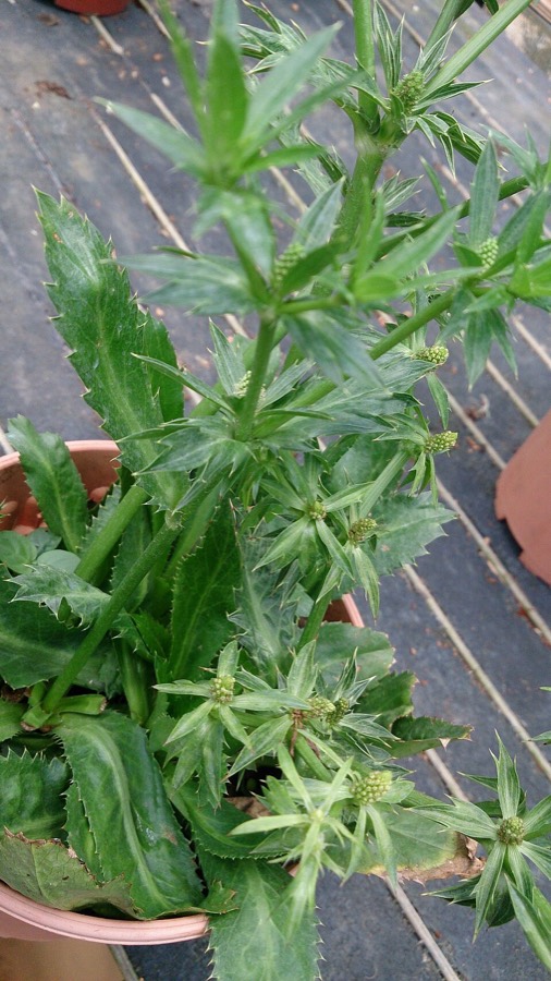 Ảnh minh hoạ Rau Mùi Tàu (Eryngium foetidum) 4