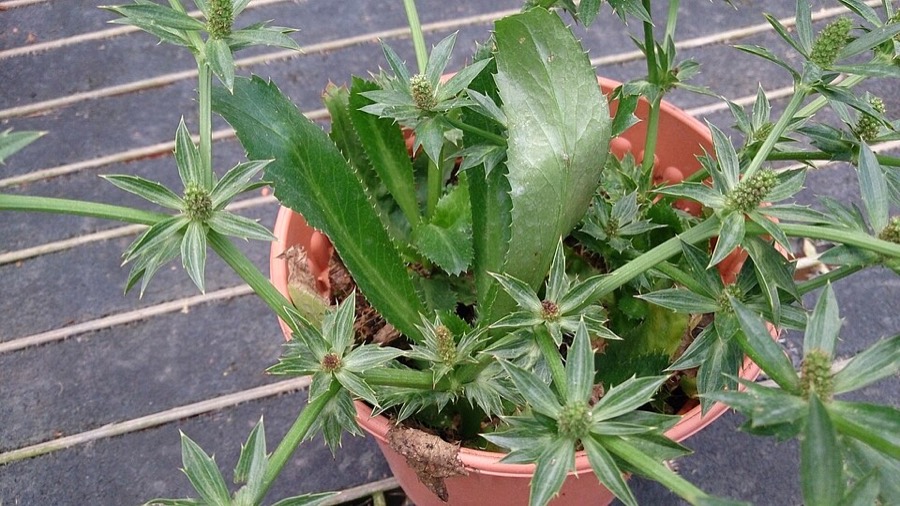 Ảnh minh hoạ Rau Mùi Tàu (Eryngium foetidum) 5