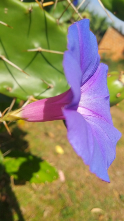 Ảnh minh hoạ Rau Muống (Ipomoea reptans) 4