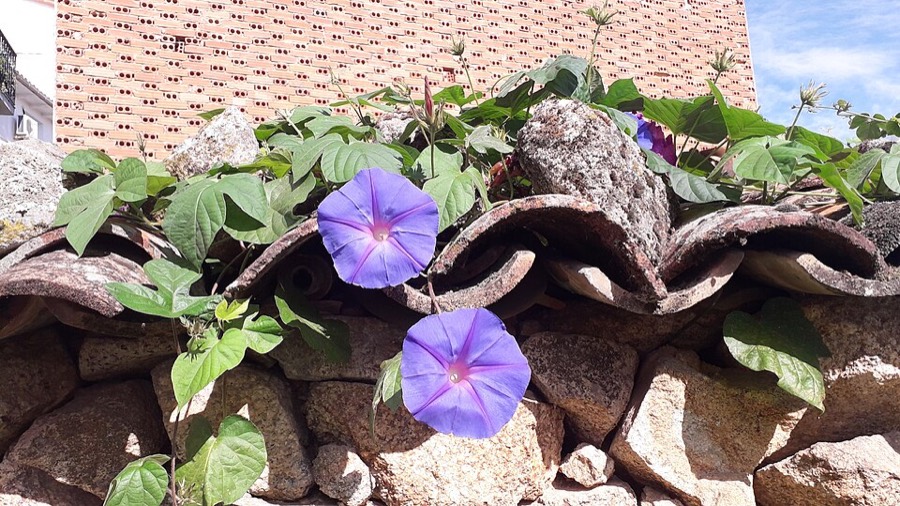 Ảnh minh hoạ Rau Muống (Ipomoea reptans) 5
