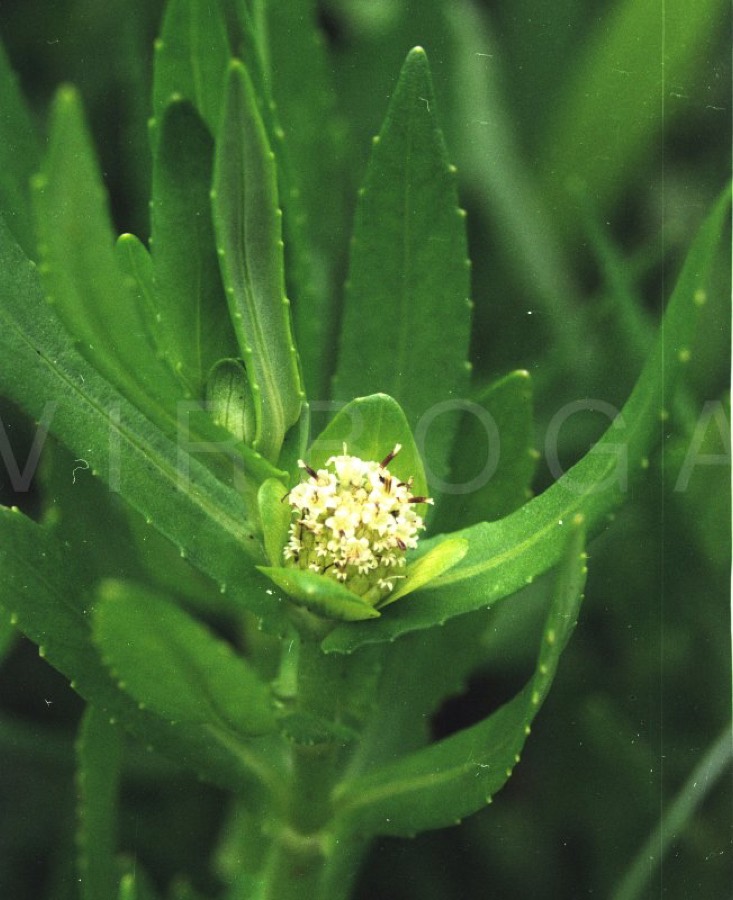 Ảnh minh hoạ Rau Ngổ (Enydra fluctuans) 1