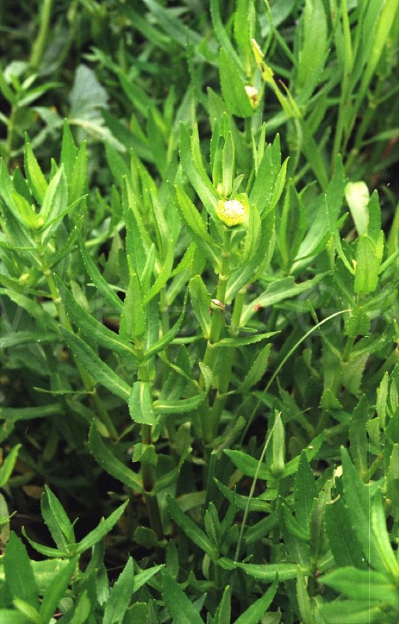 Ảnh minh hoạ Rau Ngổ (Enydra fluctuans) 2