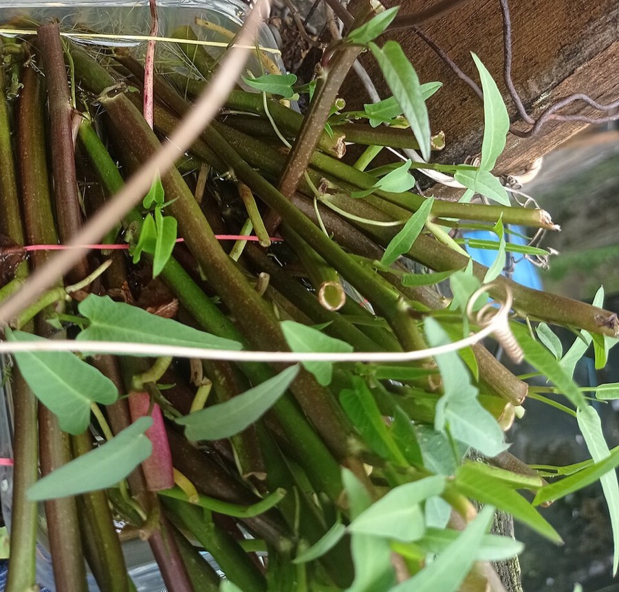 Ảnh minh hoạ Rau Ngổ (Enydra fluctuans) 4