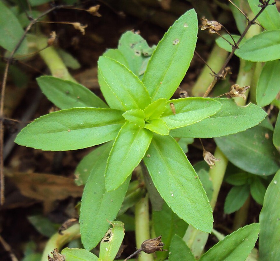 Ảnh minh hoạ Rau Om (Limnophila aromatica) 4