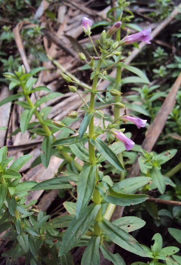 Ảnh minh hoạ Rau Om (Limnophila aromatica) 5