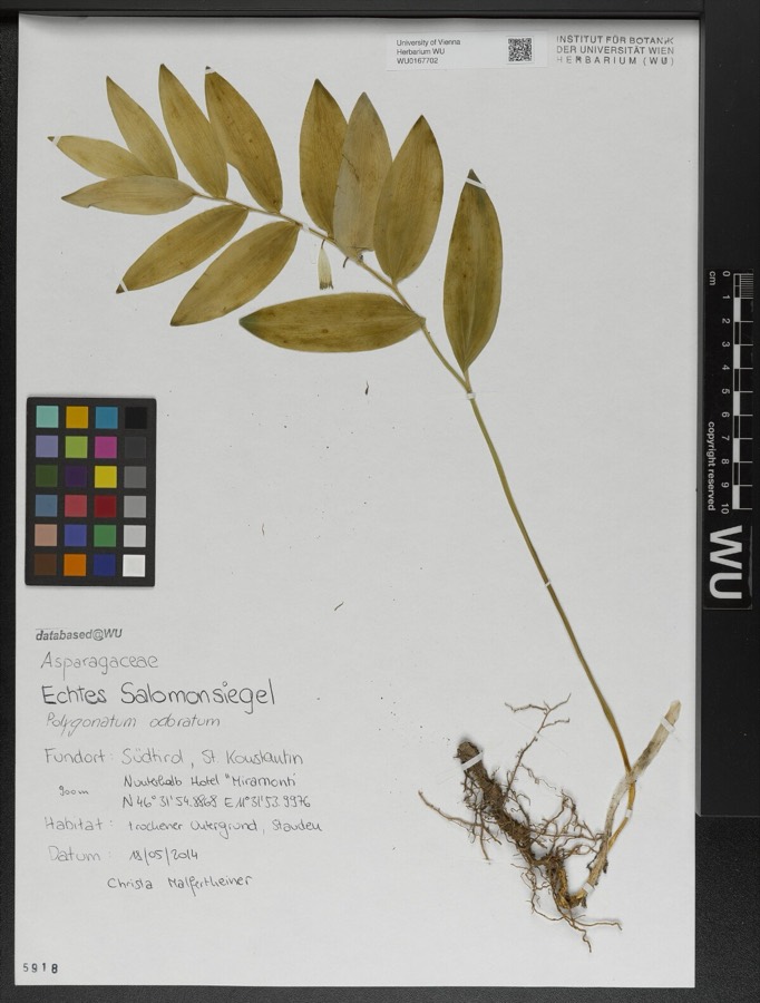 Ảnh minh hoạ Rau Răm (Polygonum odoratum) 1