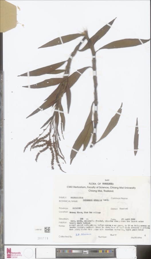 Ảnh minh hoạ Rau Răm (Polygonum odoratum) 2
