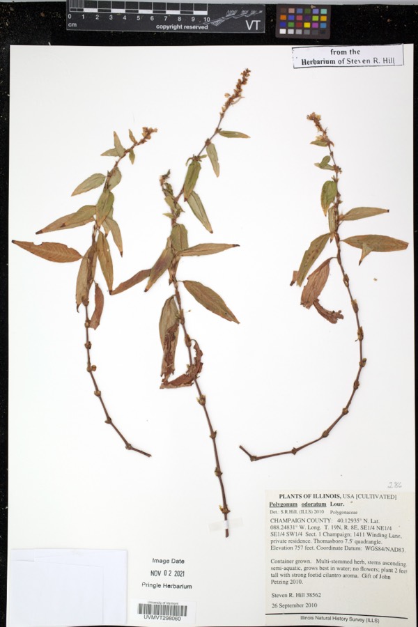 Ảnh minh hoạ Rau Răm (Polygonum odoratum) 3
