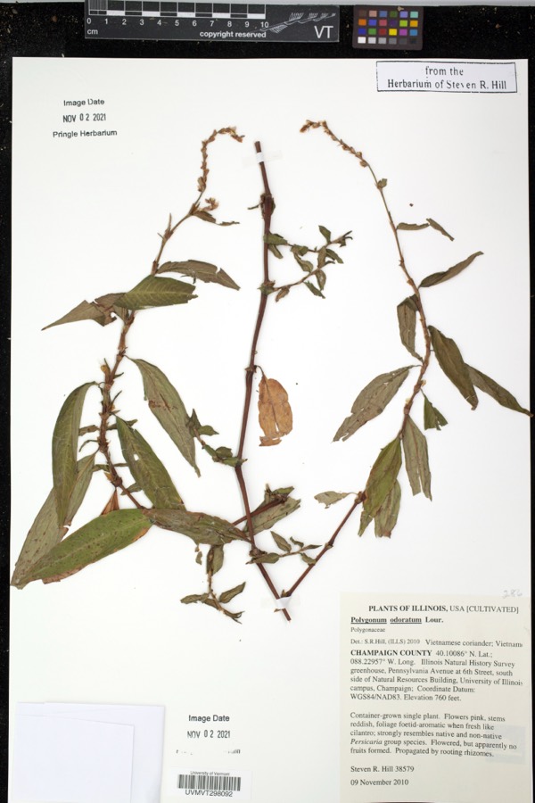 Ảnh minh hoạ Rau Răm (Polygonum odoratum) 4