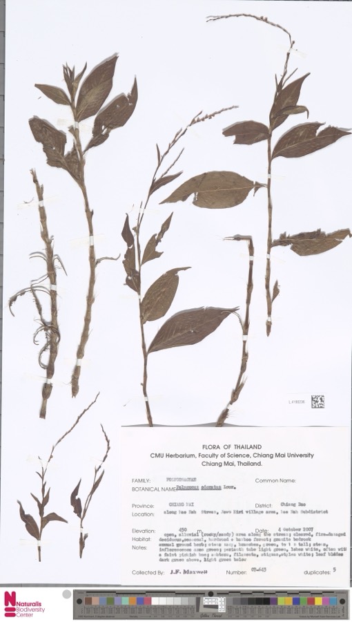 Ảnh minh hoạ Rau Răm (Polygonum odoratum) 5
